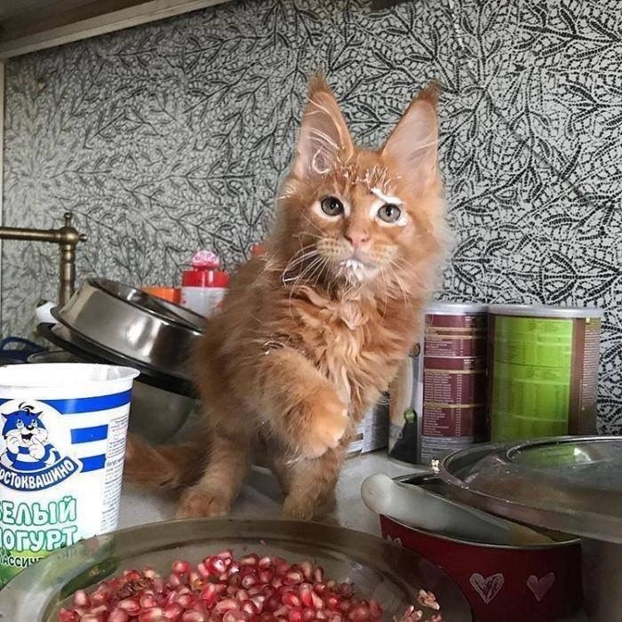 Котик помогает готовить