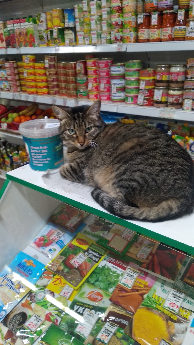 Кошка на витрине