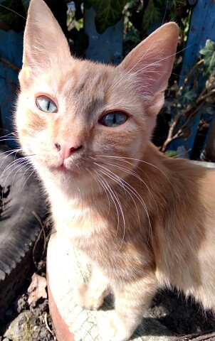 Исследователь двора