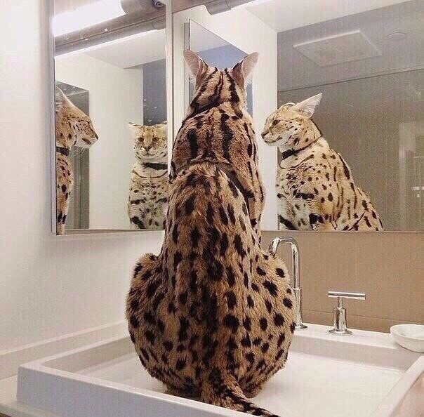 Я самая красивая и сногсшибательная