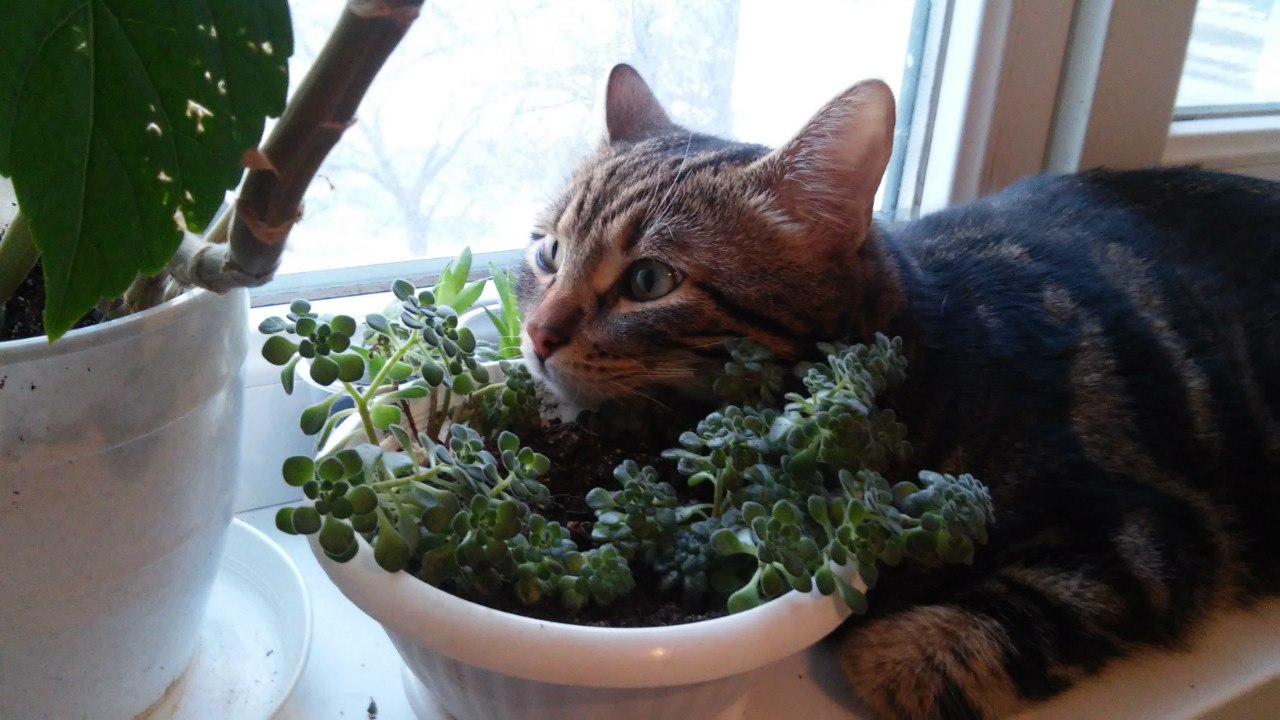 Я цветочек стерегу, заодно и нюхаю