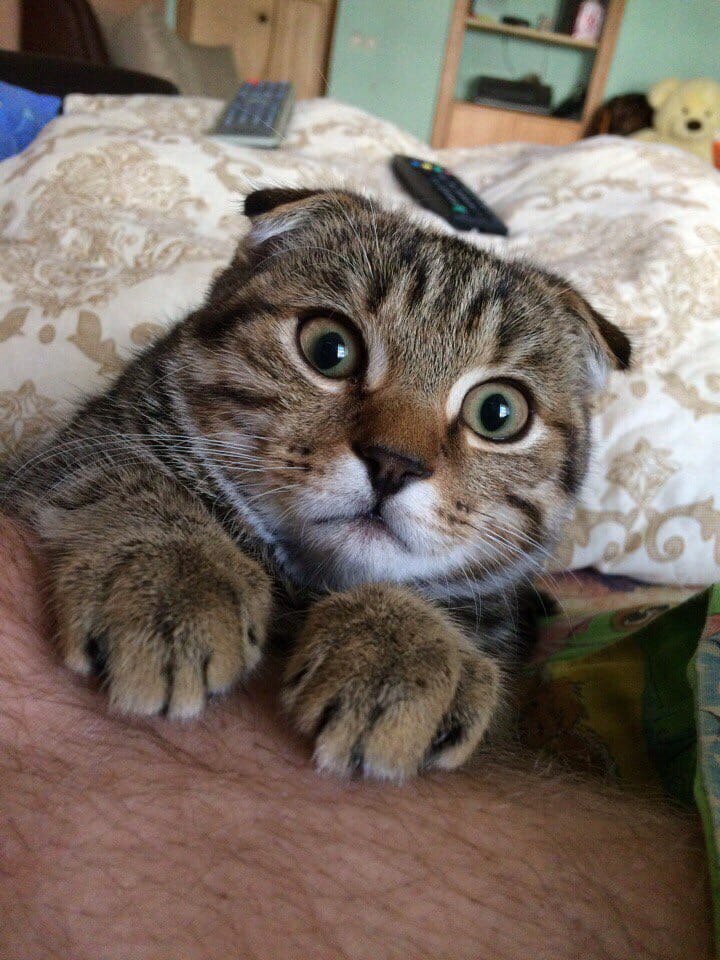 Какой, же ты - шерстяной, почти как я