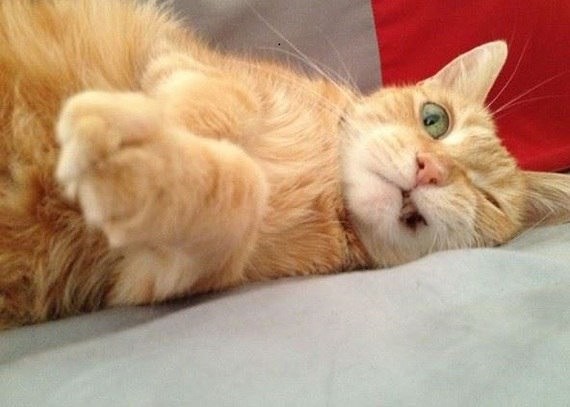 Какая работа, меня и так неплохо кормят