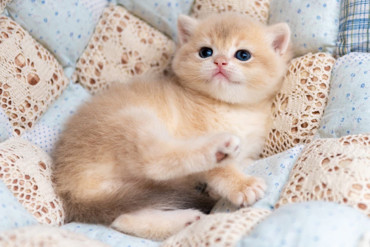 Даже не уговаривайте, меня встать