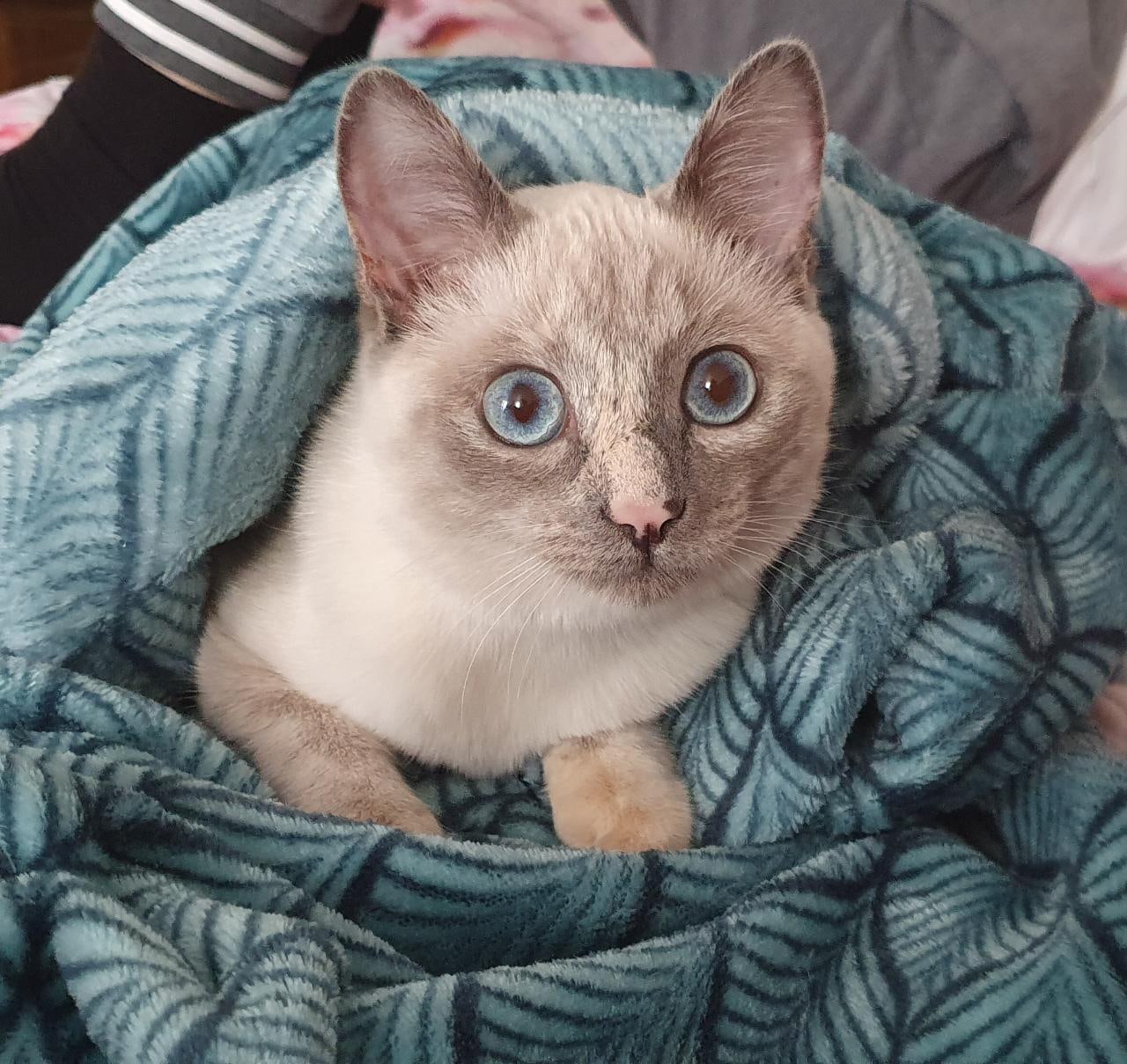 Несите кушать сюда, я вылазить из пледа не хочу