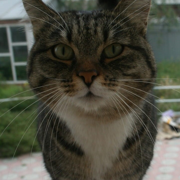 Я нагулялся, дверь откройте