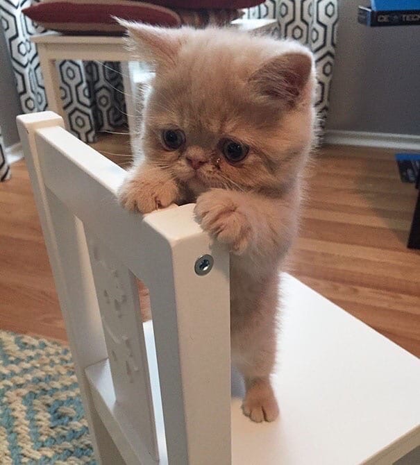 Печеньку хочется