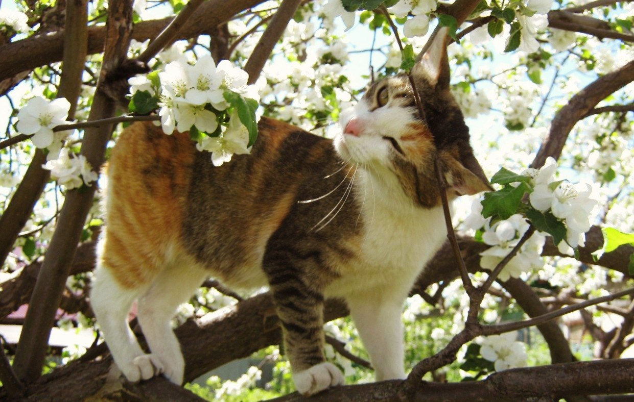 Ох, эта весна, с ума меня свела