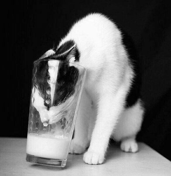 Захотелось молочка