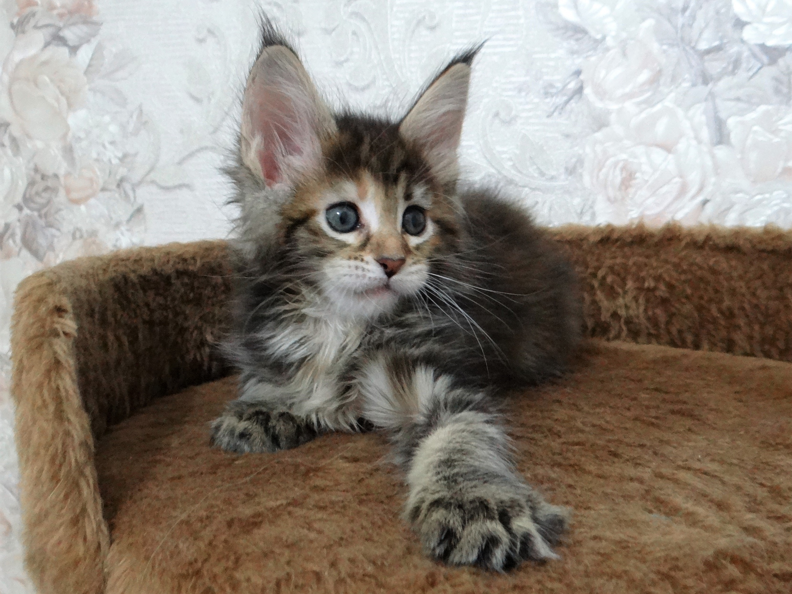 Вы на лежанку не претендуйте, она моя