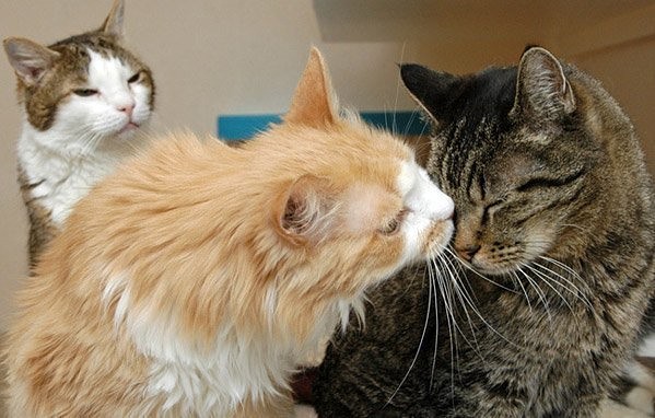 Кто тебя обидел, дай пожалею