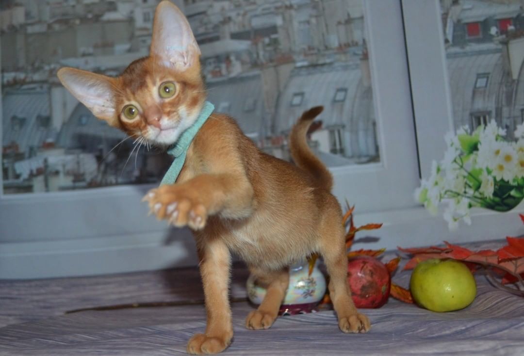 Овощей не надо, рыбки мне побольше положите