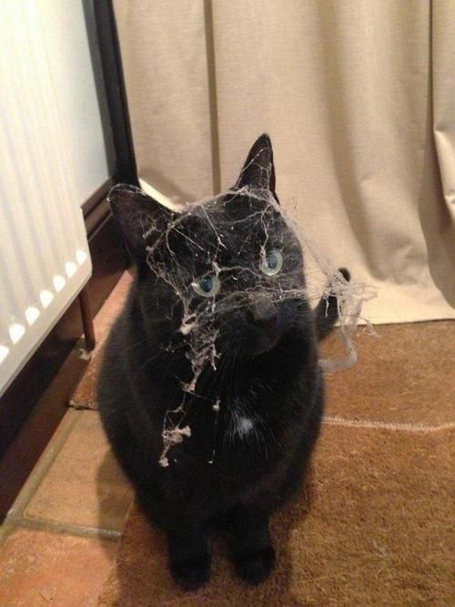 Хозяйка, ты когда последний раз убиралась