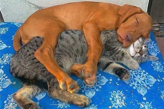 Сторожа спят, а служба идёт