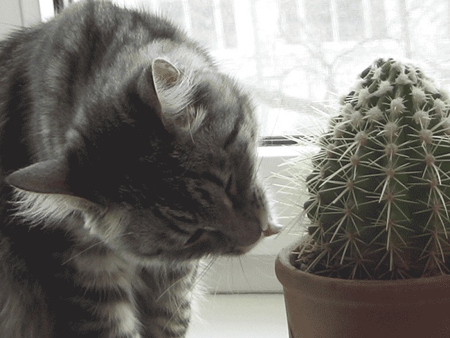 За секунду, до укола