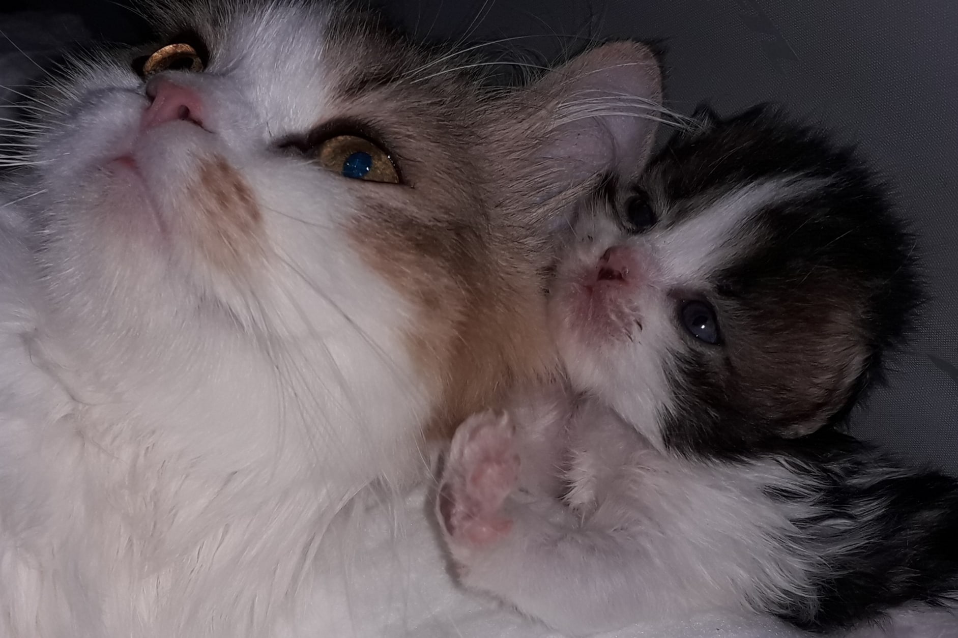 Мам, там хозяйка кушать звала, может сходим