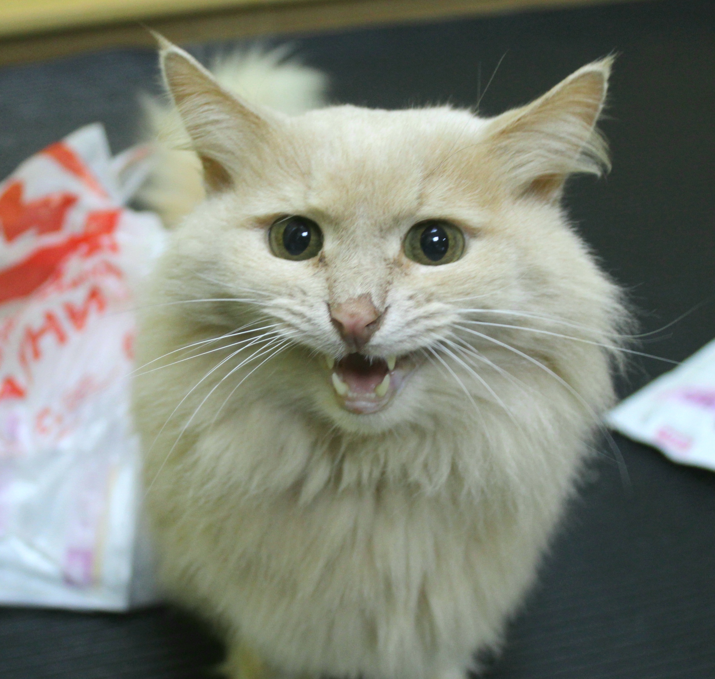 Вы забыли, мне купить вкусняшки