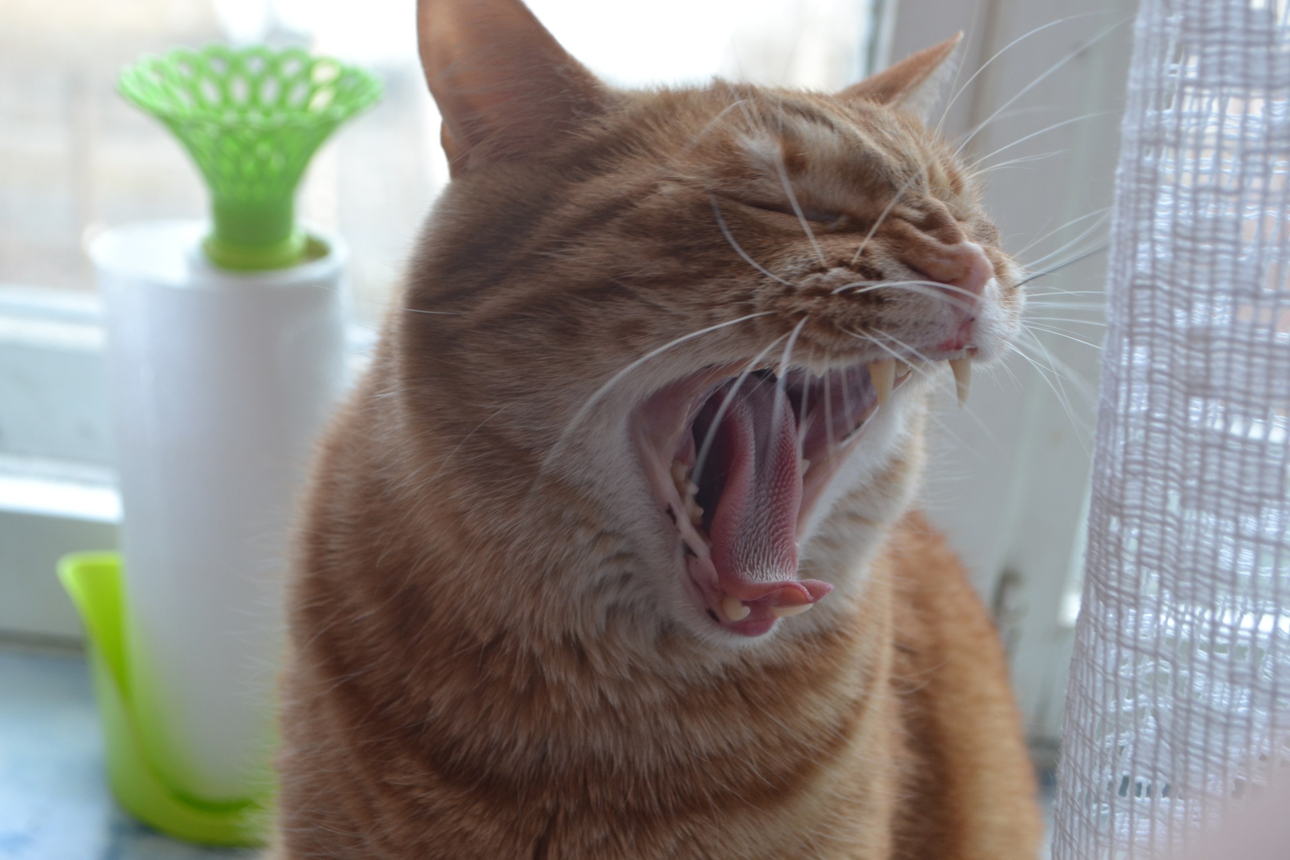 Весну чую, гулять охото