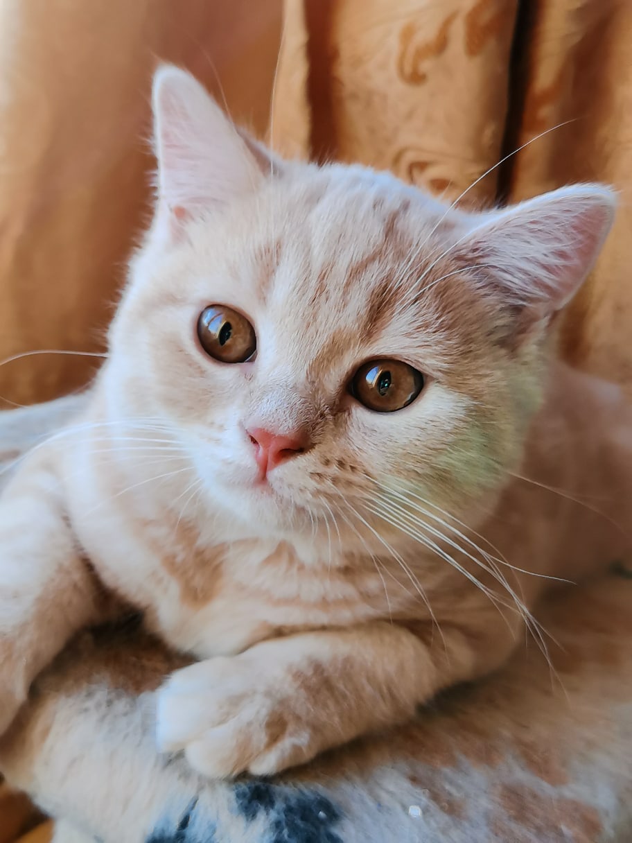 Интересно, хозяйка не забудет, мне купить творожка