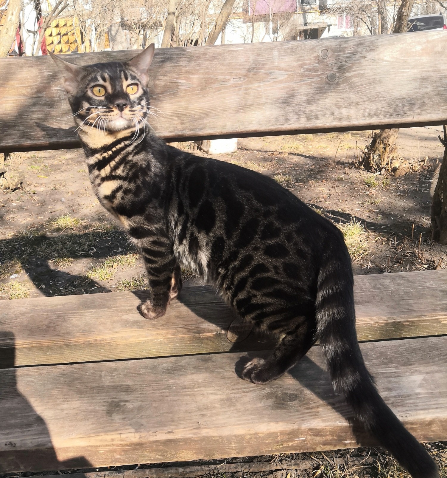 Что - то, друг запропастился