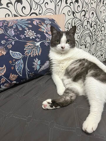 Барсик - фотомодель