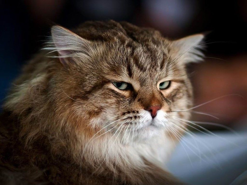 Какое ж, утро доброе, если хозяева просыпаться не хотят