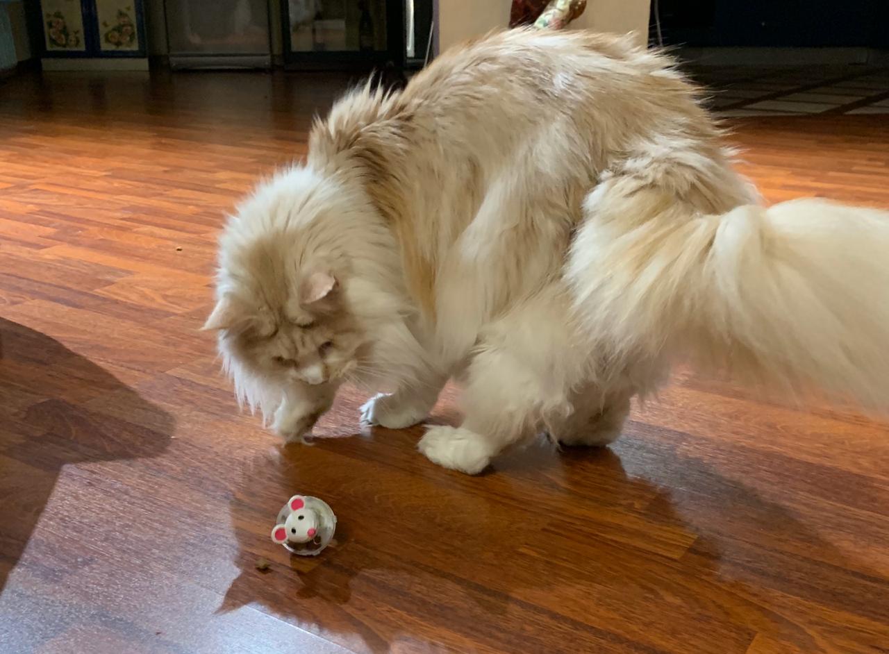 Это что за мышь такая, инопланетная что ли