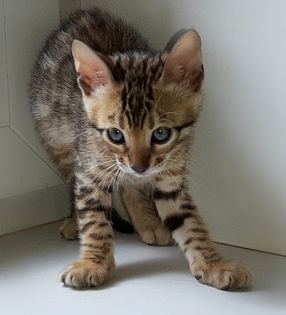 Никто ко мне, даже не подходите