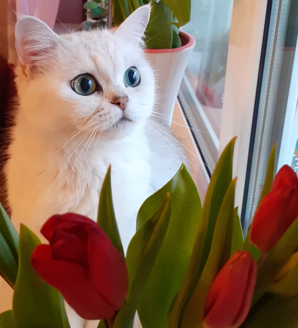 С праздником, милые дамы