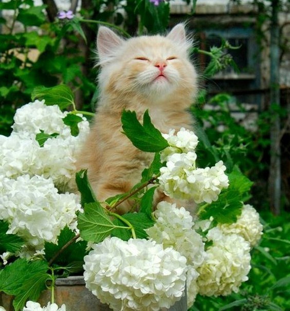 Аромат какой, духов не надо