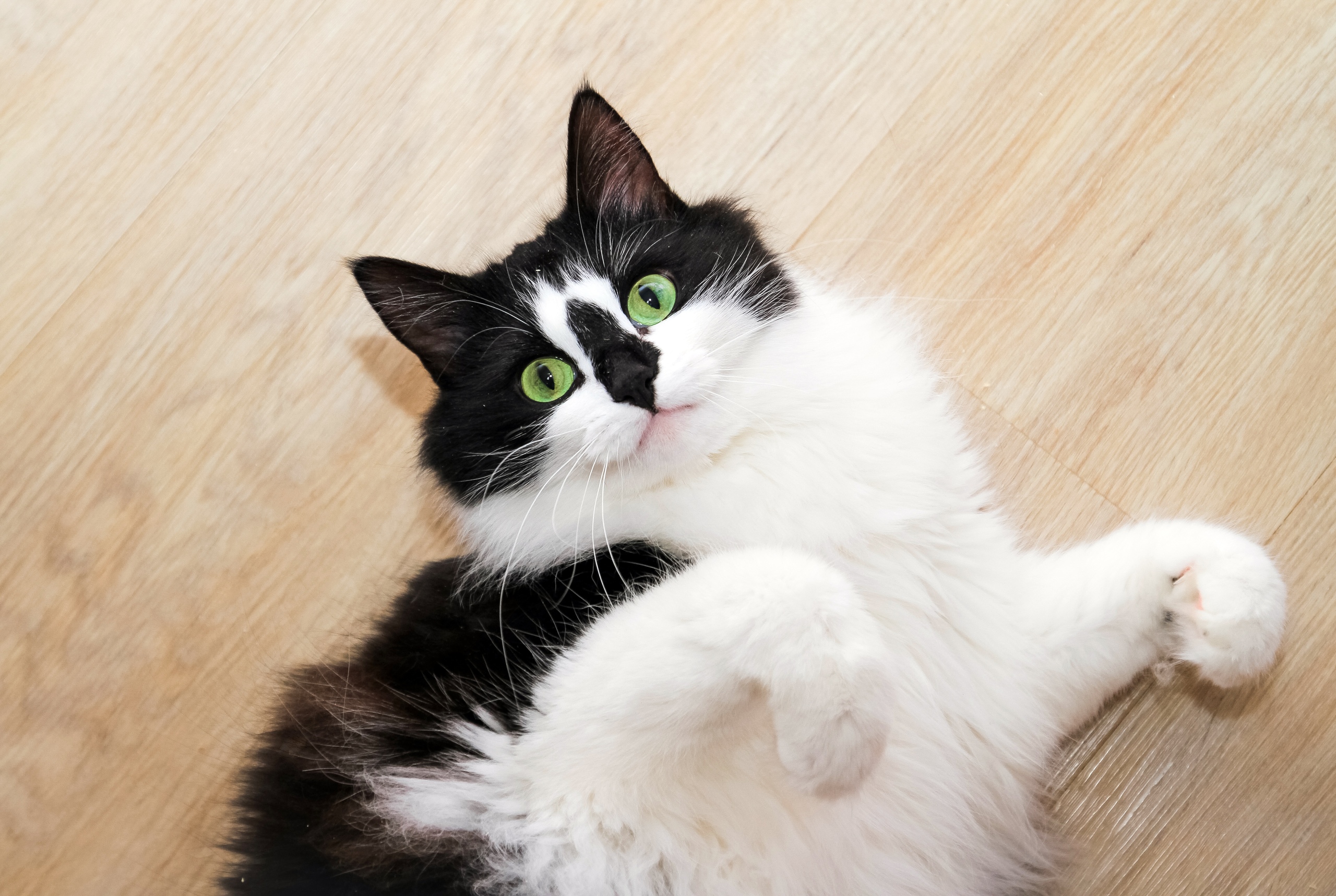 Я обои не драла, у меня коготки подстрижены