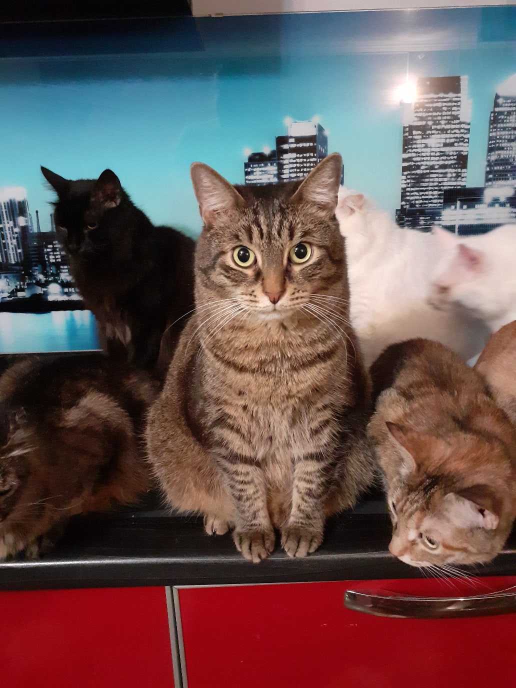 Обыскали всё, но еды не нашли