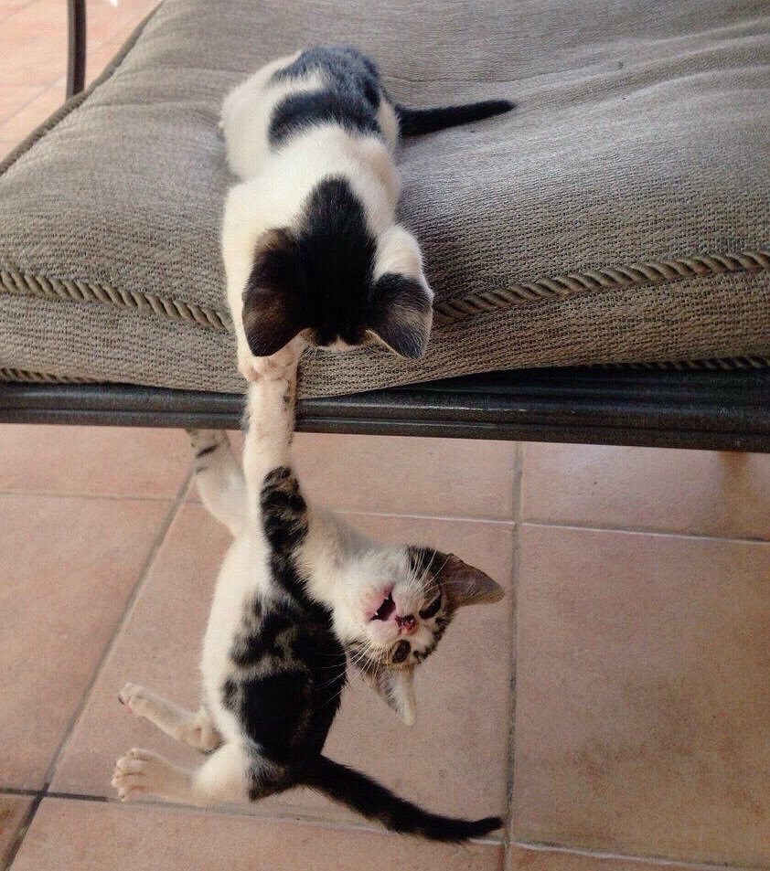 Не реви, сейчас я тебя подниму