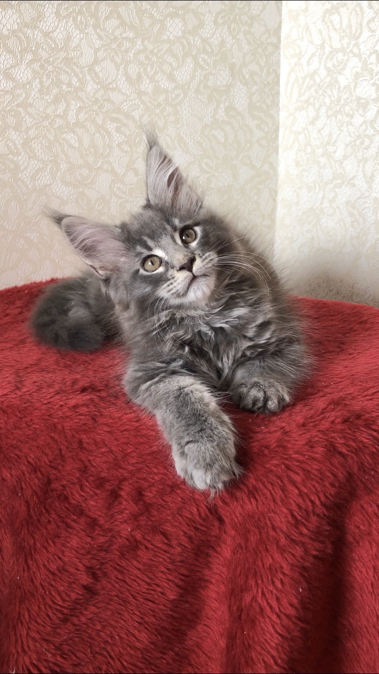 Говорите, я ловлю каждый ваш звук