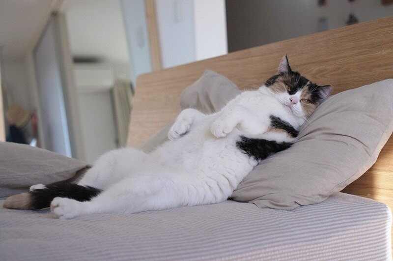 Хорошо, что освободили мне кровать