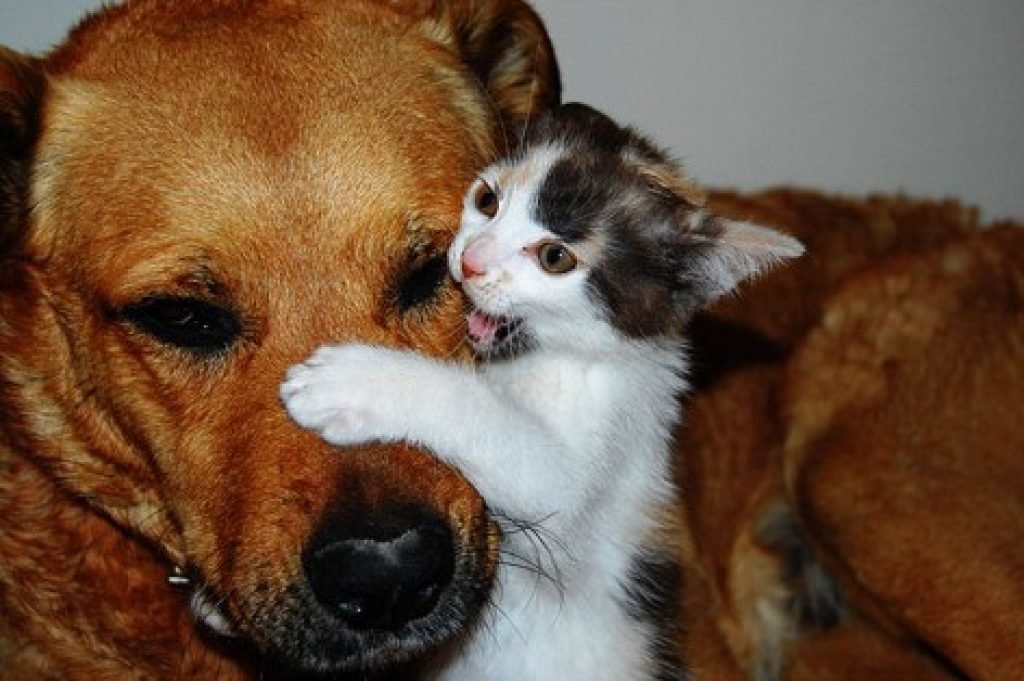 Хозяйка кушать не даёт, иди на неё гавкни