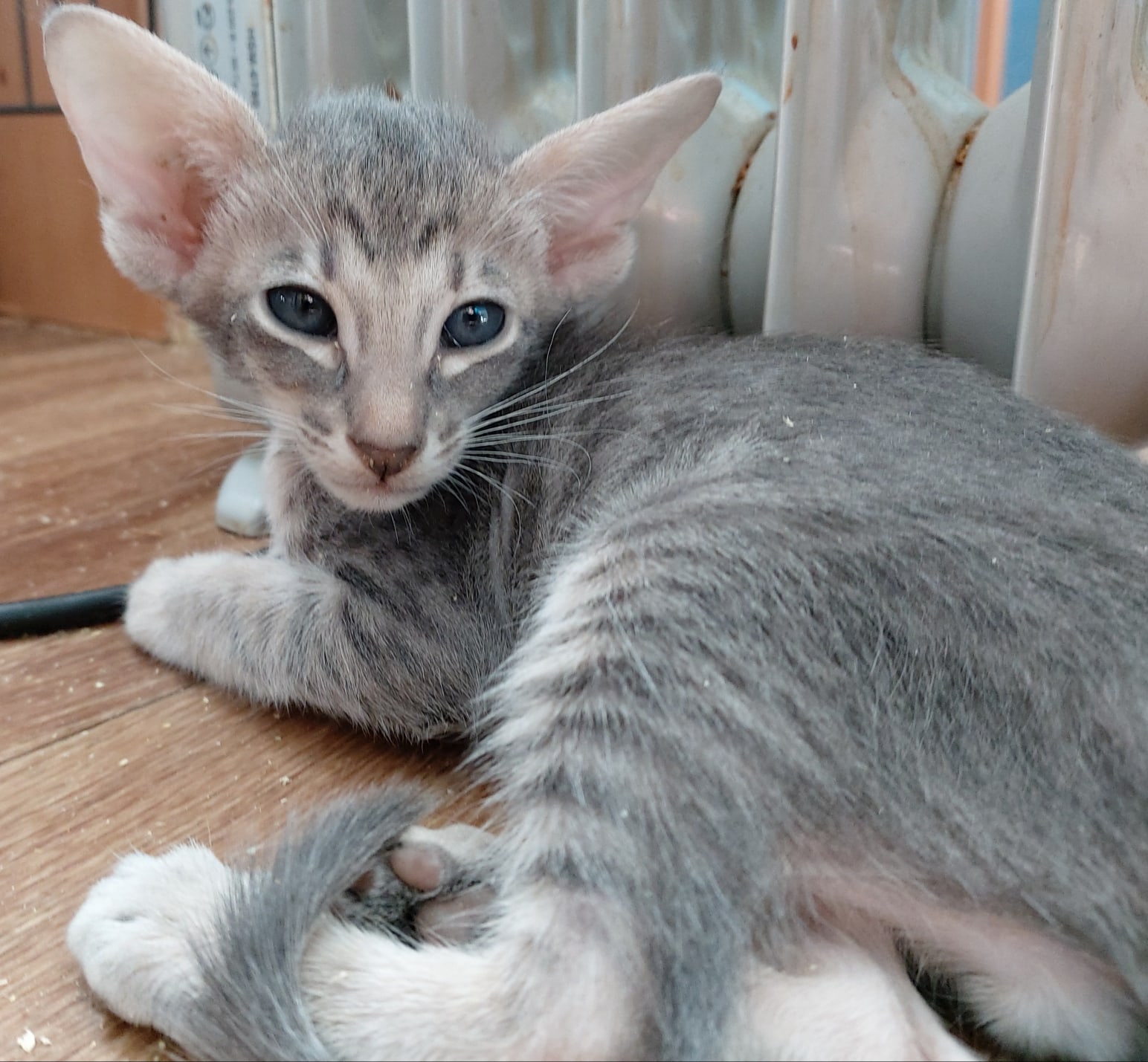 Я от батареи, почти не отхожу