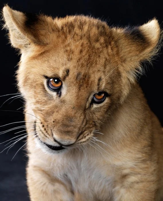 Вы меня не бойтесь, я добрый