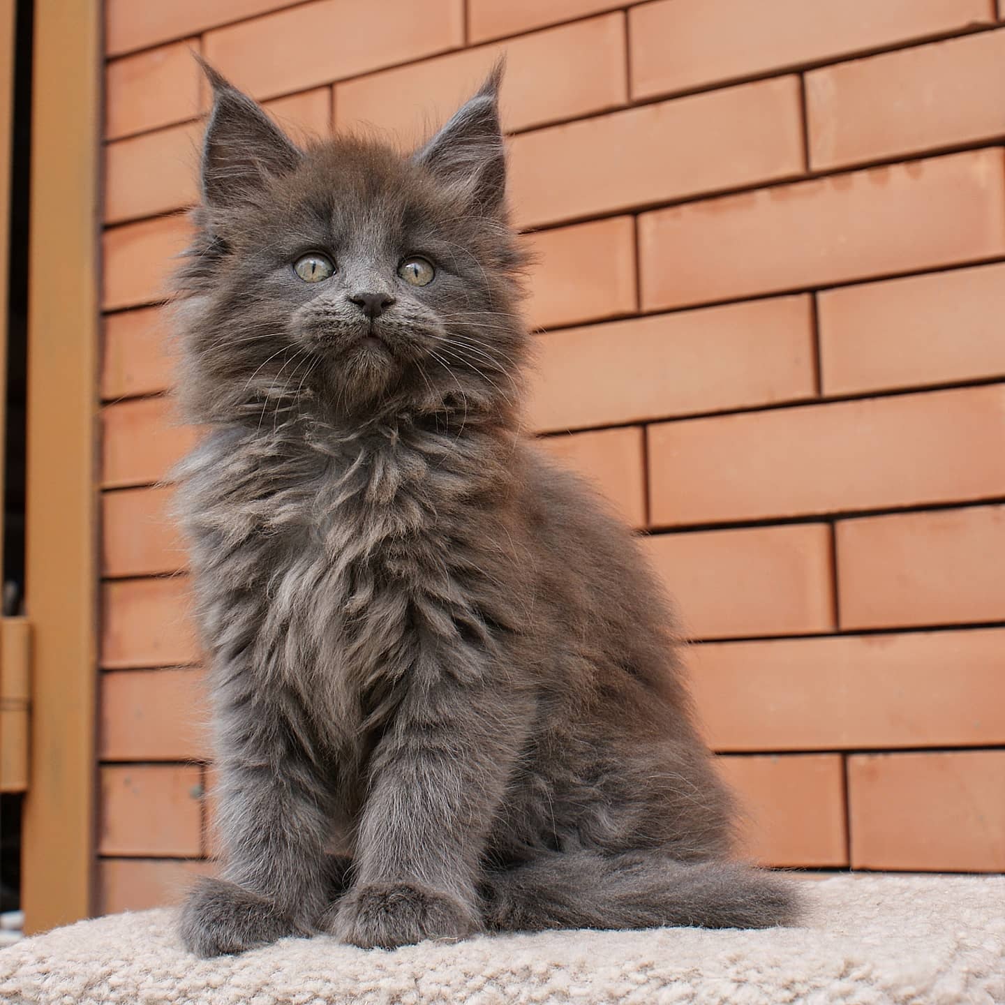 Погода ненастная, гулять не пойду