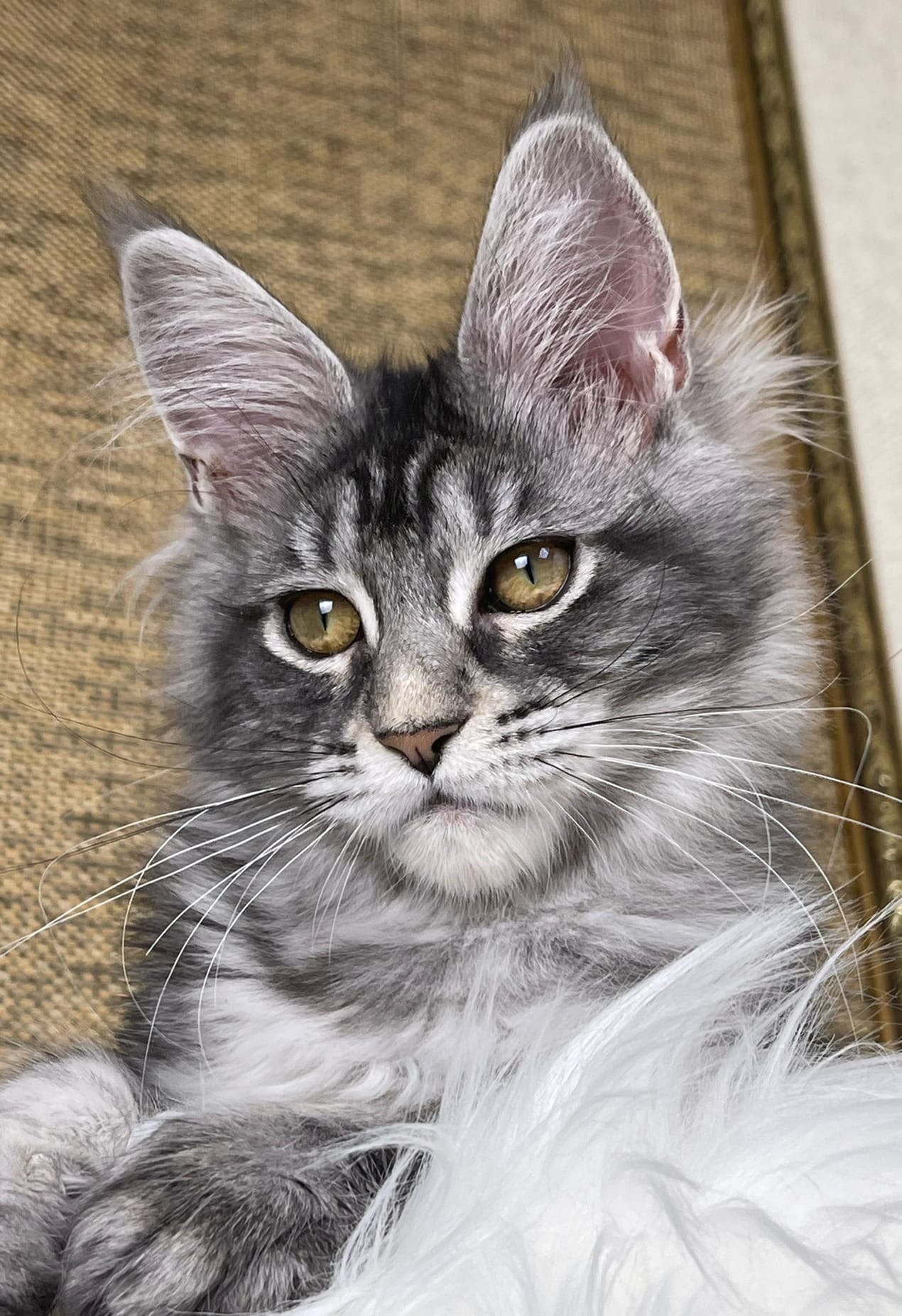 Жду хозяев с работы