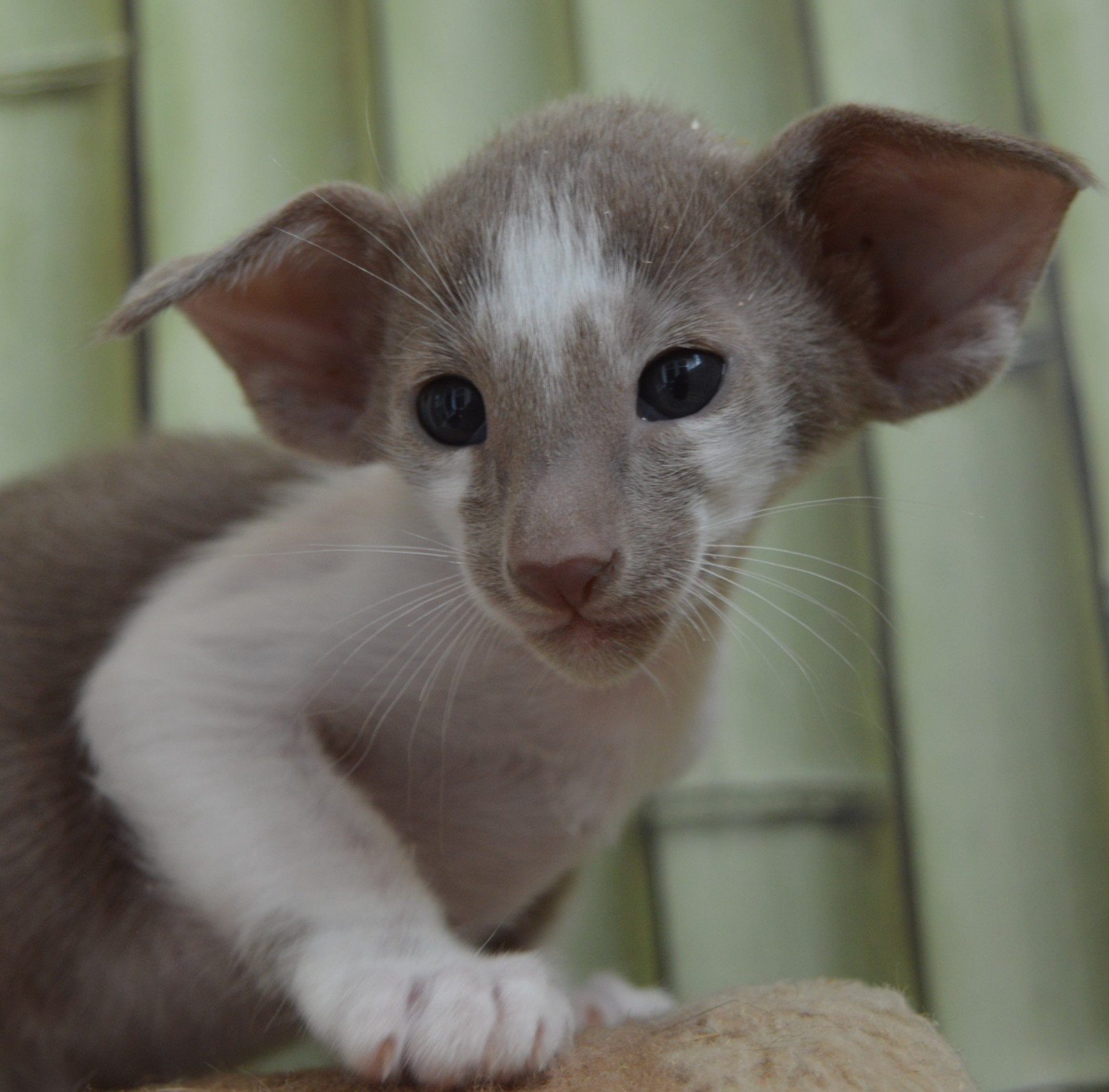 Есть желание играть, но не с кем