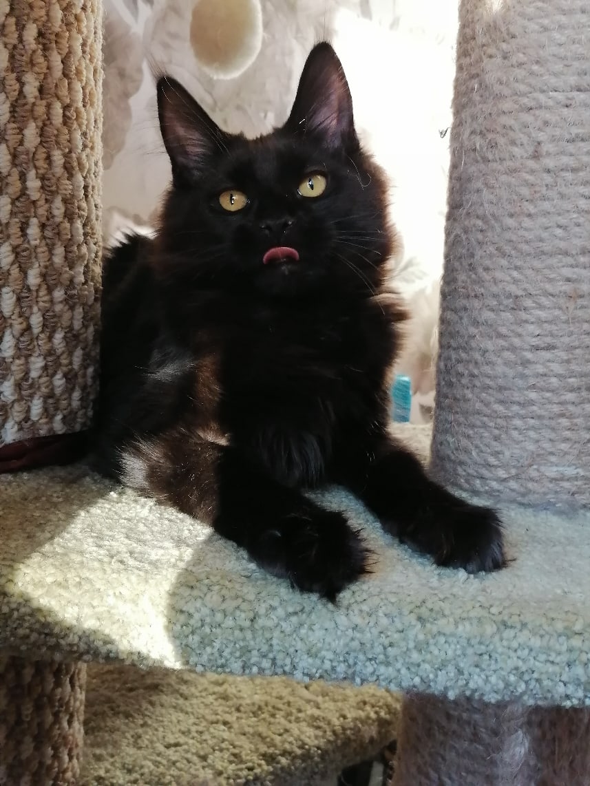 Пойду - ка, я на кухню, там есть чем - полакомиться