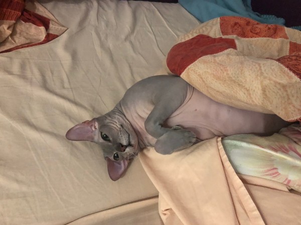 Что вы так рано встаёте, спать не даёте