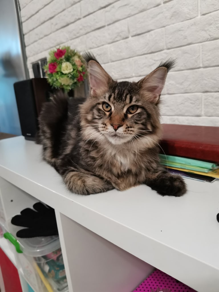 Васенька ждёт, а хозяева где - то задерживаются