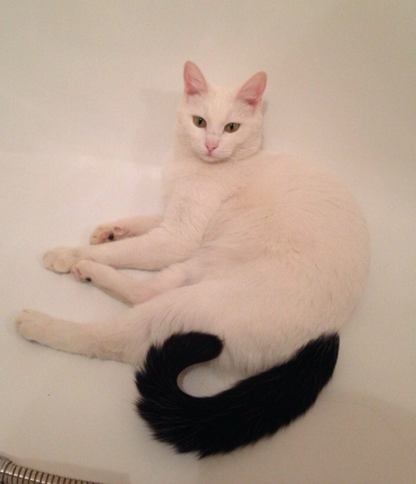 Это я и мой хвост