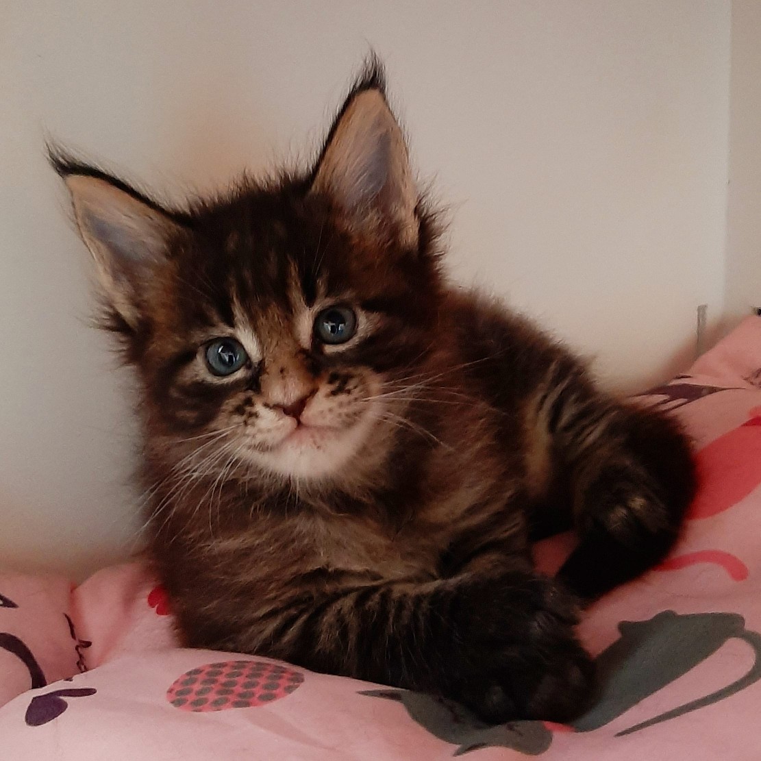 Да, весело провёл сегодня время с хозяевами, аж утомил их