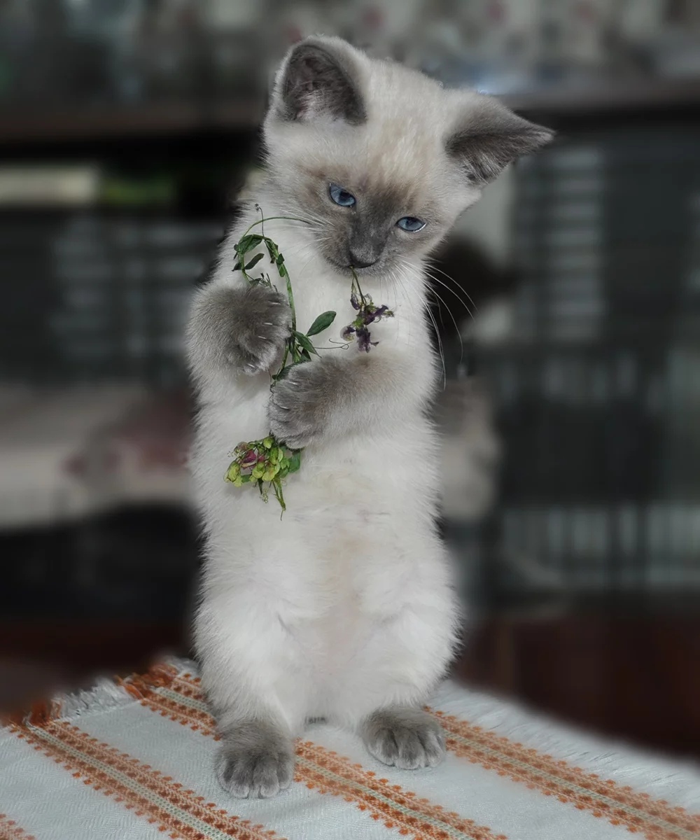 Мне цветочек перепал, почему ж не поиграть