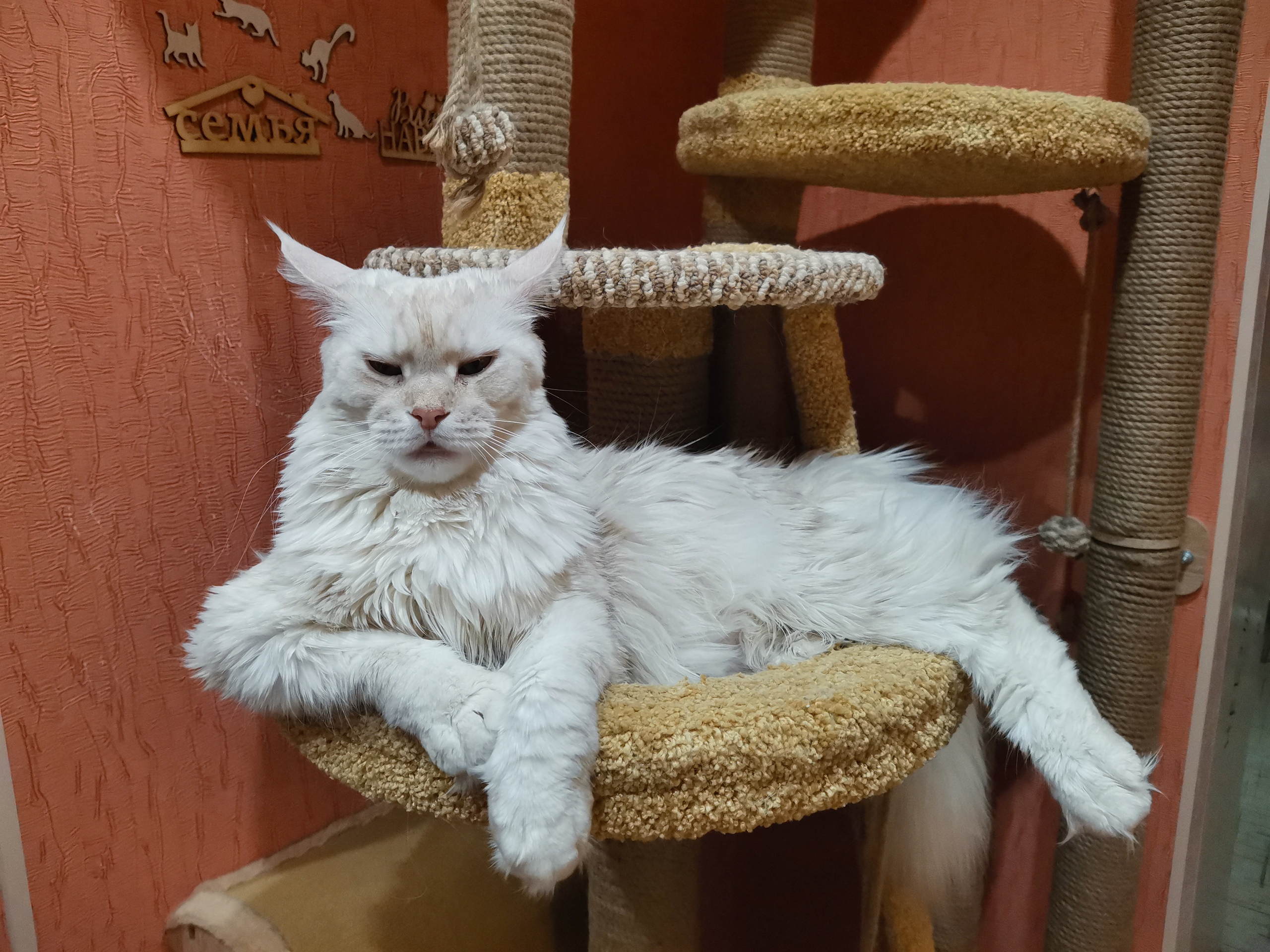 Глава семьи