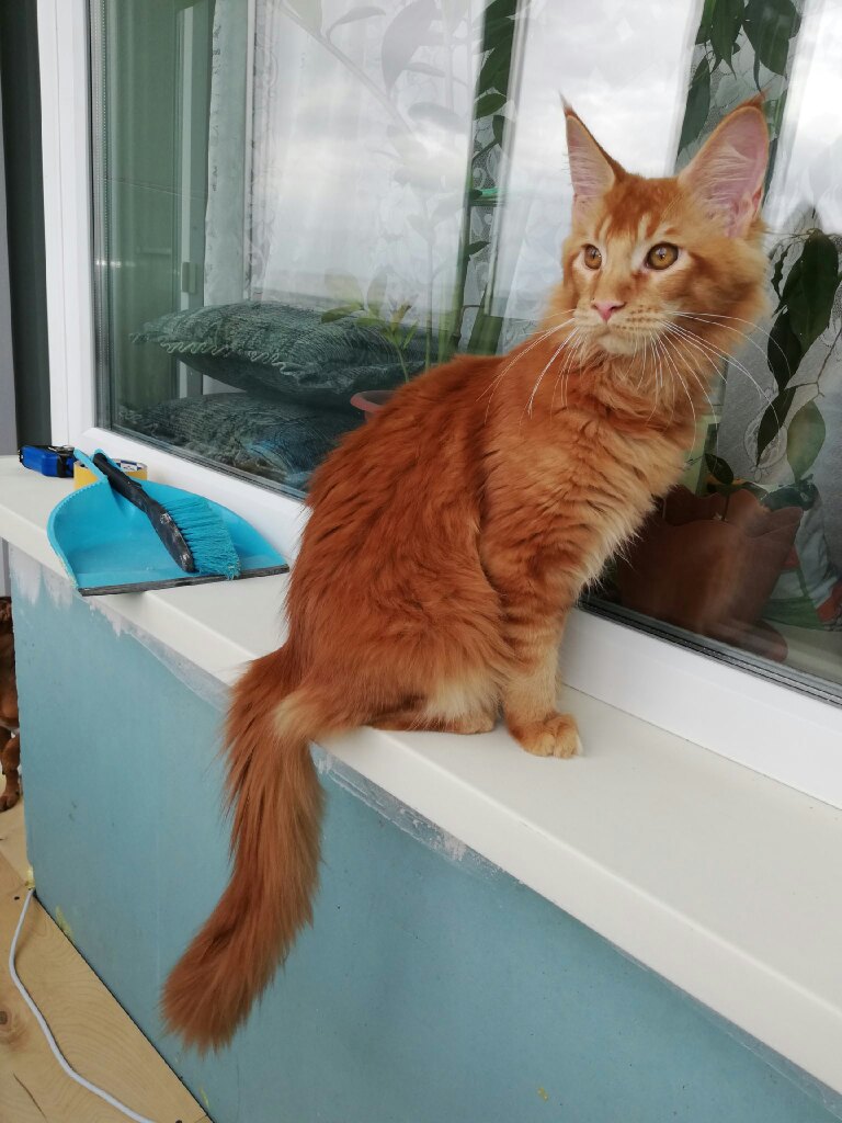 Дождь собирается, пока гулять не пойду