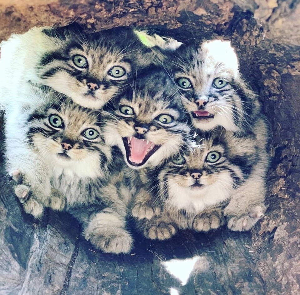 Можем покусать и поцарапать, лучше не подходите